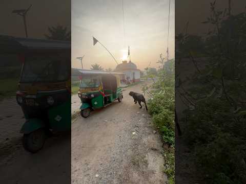 Rottweiler Goes Wild on Auto Rickshaw 😱 #Rottweiler #DogAttack #AggressiveDog #ViralVideo #shorts