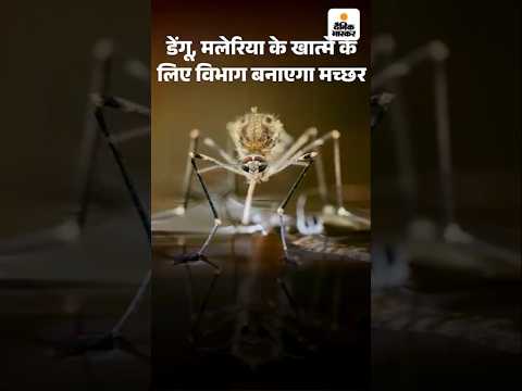 डेंगू मलेरिया के खात्मे के लिए लैब में बनाएं जाएगे मच्छर | Rajasthan |