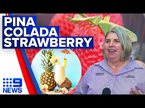 Pina colada-tasting strawberries one step closer to supermarket debut | 9 News Australia