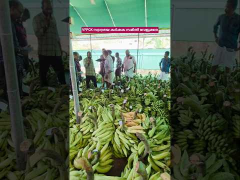 നേന്ത്രന് വില 20/kg വരെ താഴ്ന്നില്ലേ? ഓണത്തിന് ശേഷം 😌😌 #shortsfeed #shortvideo #ahorts #market