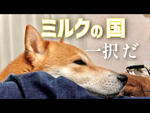 柴犬こむぎをどうか心の目で見てください【失恋の三浦半島】