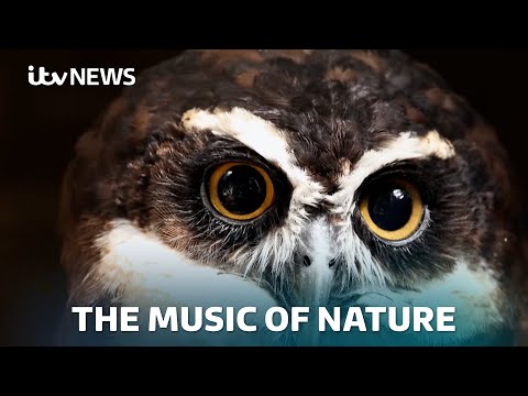 Endangered animal sounds made into an album in a musical first | ITV News