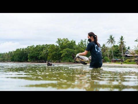 Marine Conservation and Protecting Sea Turtles in the Philippines