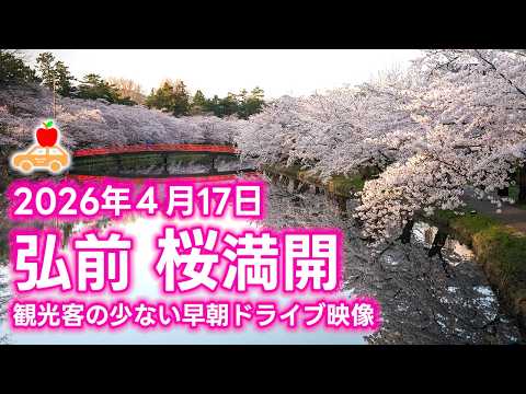 【青森県弘前市】桜満開!!2026年4月17日 観光客の少ない静かな弘前城外濠を早朝ドライブ! #ドラレコ #桜 #青森県
