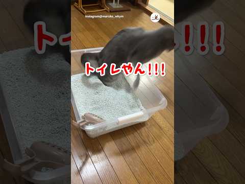 猫の動画サムネイル - トイレと気付いた瞬間が😂｜PECO