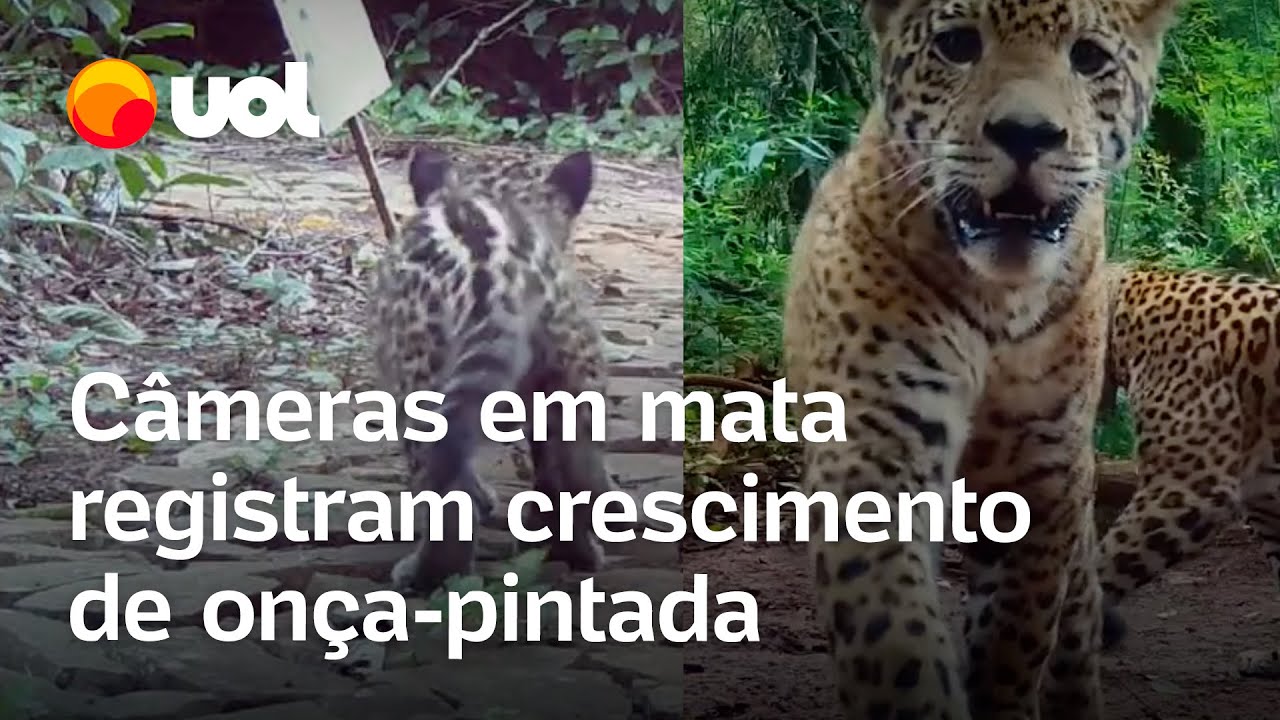 Câmeras registram crescimento de onça-pintada no Parque Nacional do Iguaçu; veja vídeos
