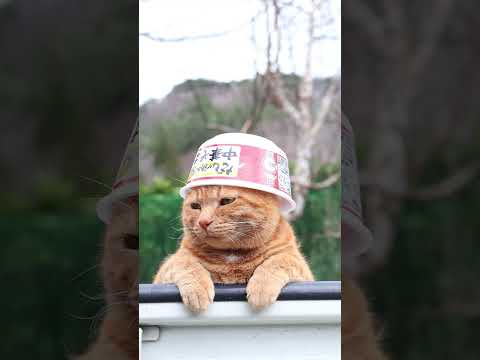 猫の動画サムネイル - だしが決め手の中華そば　250605 #cat #cute #ねこ　#のせ猫 #猫のいる暮らし #ネコ