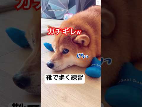 めっちゃ怒ってる😂靴で歩く練習をする柴犬　　#柴犬　#犬　#可愛い犬　#面白い　#犬のいる暮らし サムネイル