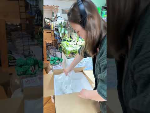 Fish store unboxing #aquarium #fishaquarium #fishs 