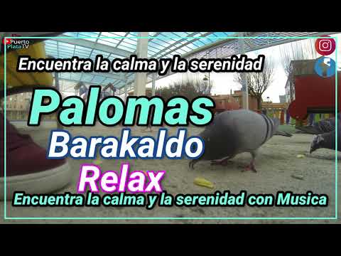 Encuentra la calma y serenidad con buena música "La Paloma".