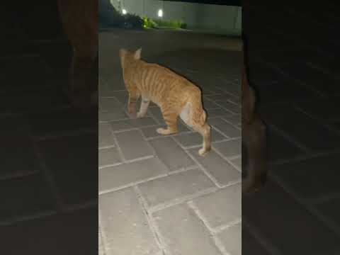 Kucing Puman Mau Ke Mana?#cat #貓咪日常 #nizamkucinglucu #cute #cutecat #imut #kitten #貓 #animals