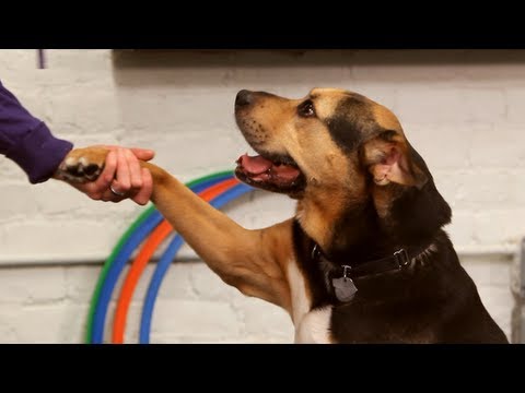 How to Teach the Give Paw Trick | Dog Training - UCSpVHeDGr9UbREhRca0qwsA