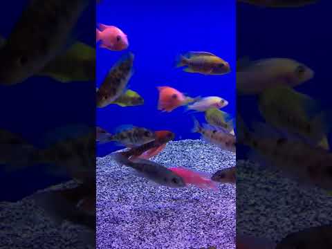 Peacock Cichlids! Species Spotlight!
Peacock Cichlids
Originated in African lakes
Easy to care for, fun to watch and v