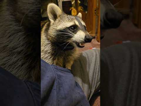 ASMR WITH TIGGER THE RACCOON ❤️🦝 Munch'n Crunch'n mouth noises #raccoon #asmr #raccoonlivesmatter
