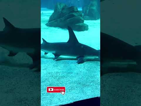 Are Hammerheads, The MOST Unique Shark?  🦈 What is your opinion, are Hammerhead Sharks, the most unique shark species? #shorts