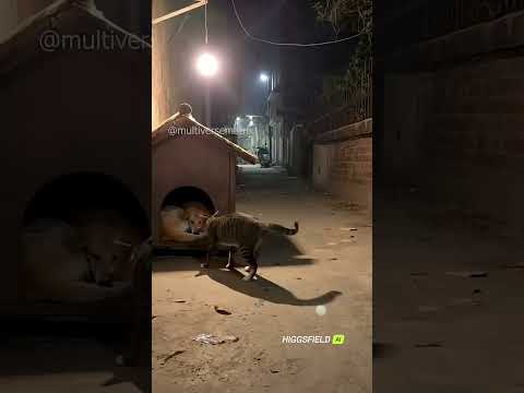 Happy Diwali 🎇🪔#dogeshbhai