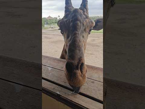 Giraffe 🦒 Feeding #trend #beach #asmr #travel #cute #fypシ #shortvideo #animals #feed #viral