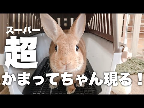 うさボーイ うさぎとの生活 の最新動画 Youtubeランキング