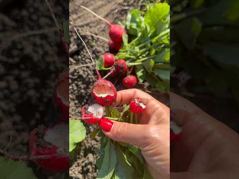 Котра холєра так смачно підтовкає мою редиску?