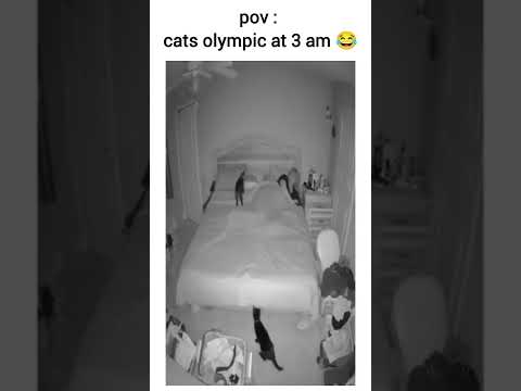 #funnyanimals #cats #viralshorts #memes #trendingshorts #fypシ゚viral