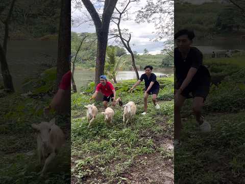Kambing Hutan | KokoAdent