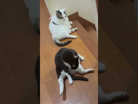あれっ?どっちも太ってるやん
