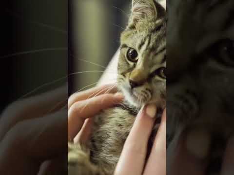 cute cat video 📸 #aistory #aishorts #ai #animals #cat #cute #cuteanimals