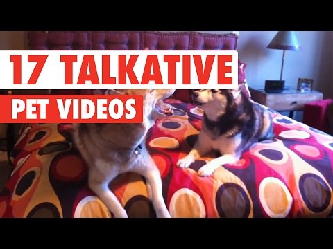 17 Funny Talkative Pets Video Compilation 2017 - UCPIvT-zcQl2H0vabdXJGcpg