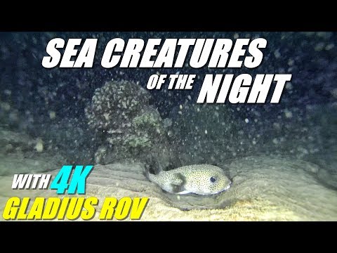 GLADIUS Underwater ROV - Exploring Hawaiian Reef at Night! - UCVQWy-DTLpRqnuA17WZkjRQ