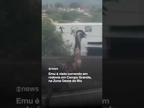 Emu é visto correndo em rodovia em Campo Grande, na Zona Oeste do Rio