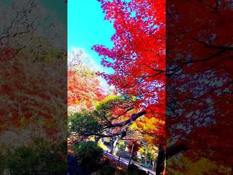 紅葉ツーリング　成田山公園　　#shorts