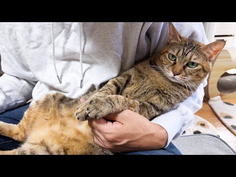 【8匹の猫の爪切り】爪切り後も飼い主から離れない猫が可愛すぎます(笑)