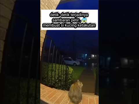 si kucing mungkin akan trauma seumur hidupnya 🥺#cat #kucing #shorts
