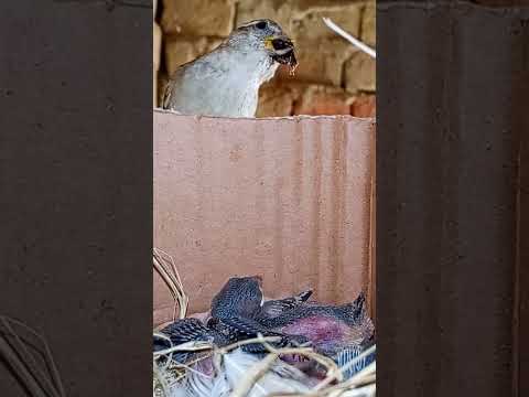 Tiny Sparrow Babies in the Nest (p 7) #shorts