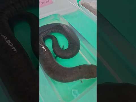 This is such an UNUSUAL Animal!!! #amphibians #learn #congoeel