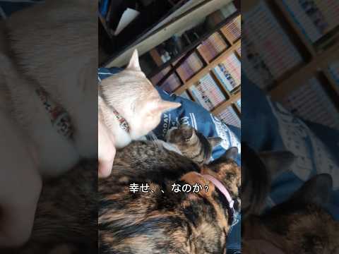 朝起きたら猫6匹に占領されてた #おすすめ #保護猫 #はち猫 #cat #黒猫　#アメリカンショートヘアー #クリームタビー #キジトラ #麦わら猫 #ネコ