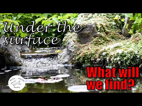 Life found in a wildlife pond | Under the Surface Life found in a wildlife pond | Under the Surface 

After my original wildlife pond video, I decided