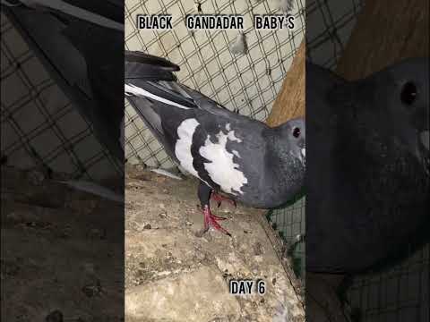 Pigeon baby’s #shorts#reels#pigeon#kabutar#hatching#egg#pigeonbreeding
