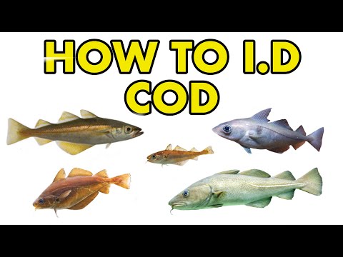 Cod, Haddock, Pollack : HOW TO I.D Learn how to I.D different members of the cod family including cod, haddock, pollack, coalfish, pout