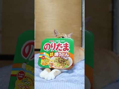 のりたま焼うどんのだし醤油味と癒しの猫映像をご紹介 サムネイル