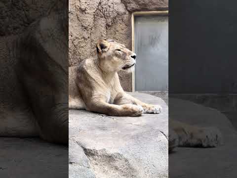 #shorts バルミー母さんとニノちゃん　ライオン家族　かみね動物園　IMG 6918 サムネイル
