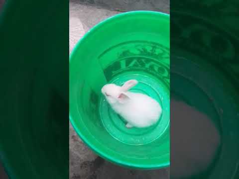 #cat #cute #funny #catlover #animals #viralvideo #shots #tranding #youtubeshorts #🤣🤣😂😂😃