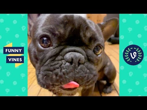 TRY NOT TO LAUGH - Cute Pets and Funny Animal Videos!