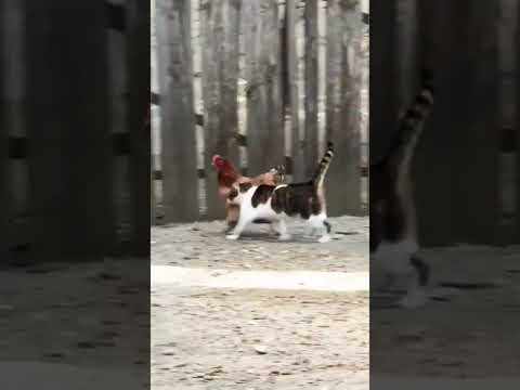 #catvideos #cutecat #catshorts #kucingcomel #kucing