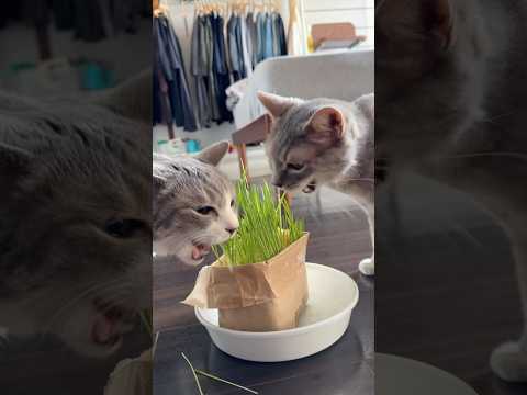 サラダ食べ放題！🥗 #モアクリ #猫草