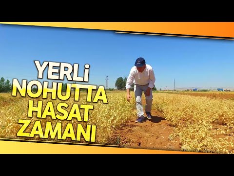 Şanlıurfa’da ‘Ubet’ Nohut Hasadı Başladı