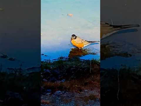 Robins bath plan gets rain check due to chilly water 💦 🐧