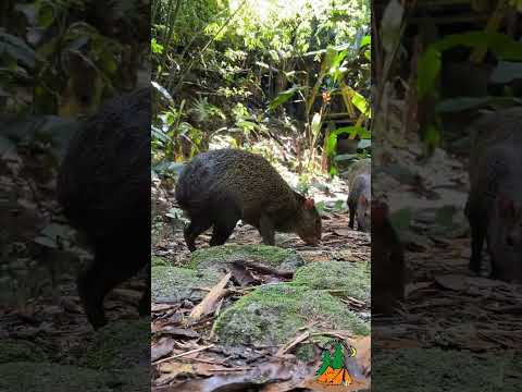 Wild big rat... #bls odisha wildlife.. |||