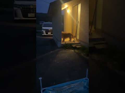 帰ってきたパパに喜ぶゴールデンレトリバーたちの感動シーン サムネイル