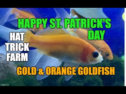 💚SHUBUNKIN AND COMET GOLDFISH💚 |☘️HAPPY  This is a St. Patrick's Day video. I'm showing off a fun back ground that I created and painted. I'm